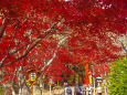 新倉山浅間公園の紅葉