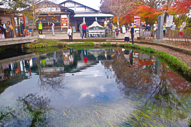 秋の忍野八海 涌池