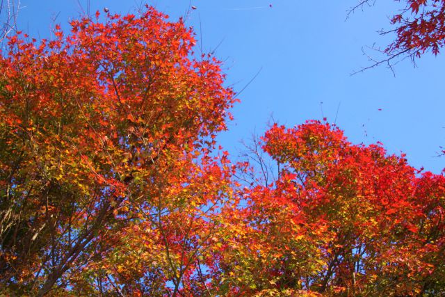 青い空に紅葉