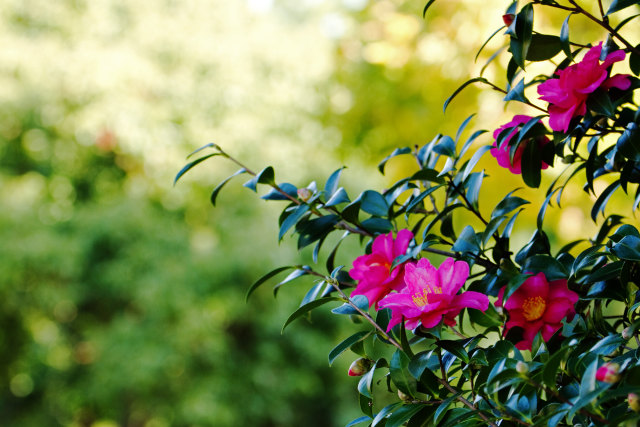 山茶花