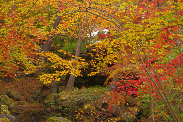 水辺の紅葉