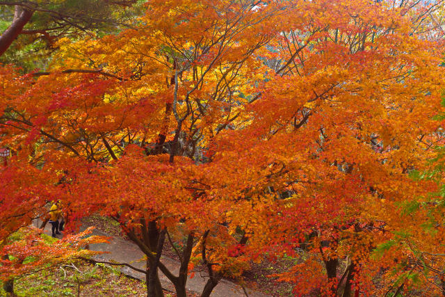 新倉山浅間公園の紅葉