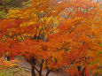 新倉山浅間公園の紅葉