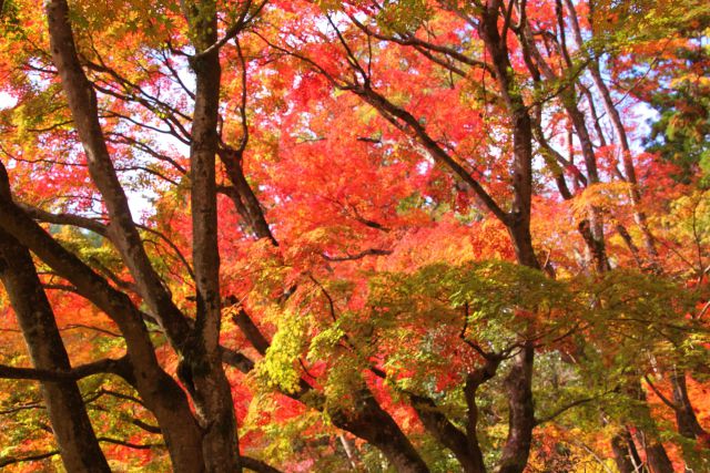 木立の中の紅葉