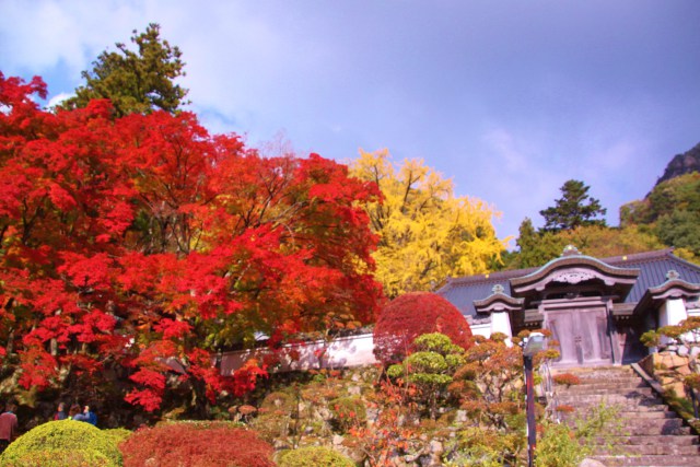 燃えるような紅葉