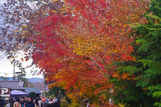 忍野八海の紅葉