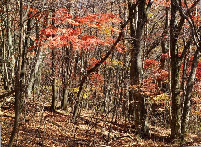 秋の日射しに輝く紅葉