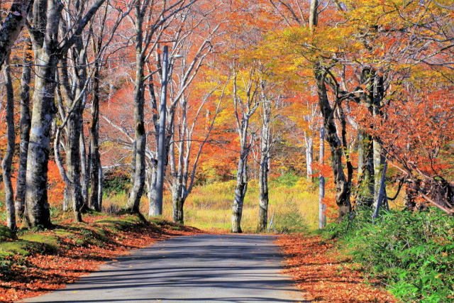 紅葉の山道