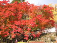 真赤な紅葉の山