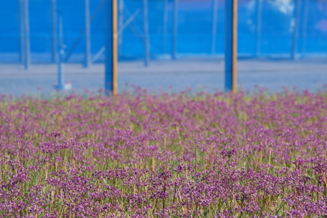 三里浜の花辣韮畑