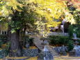 雷山神社の大イチョウ