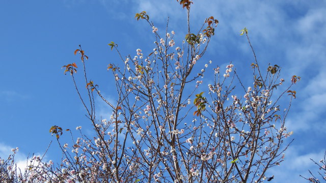 十月桜