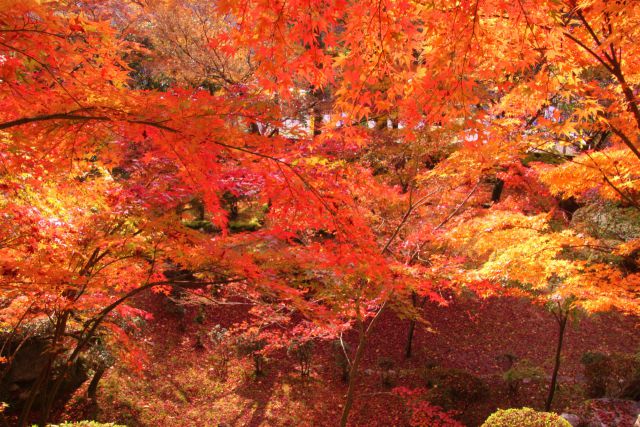 山が燃えるような紅葉