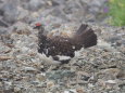 白馬岳の雄雷鳥