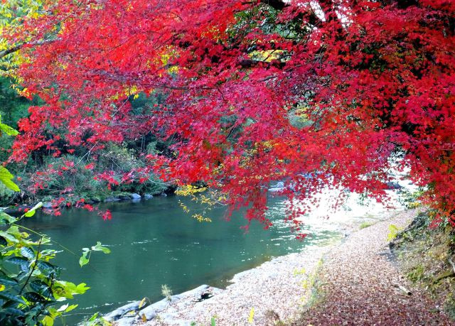 城下の川の紅葉