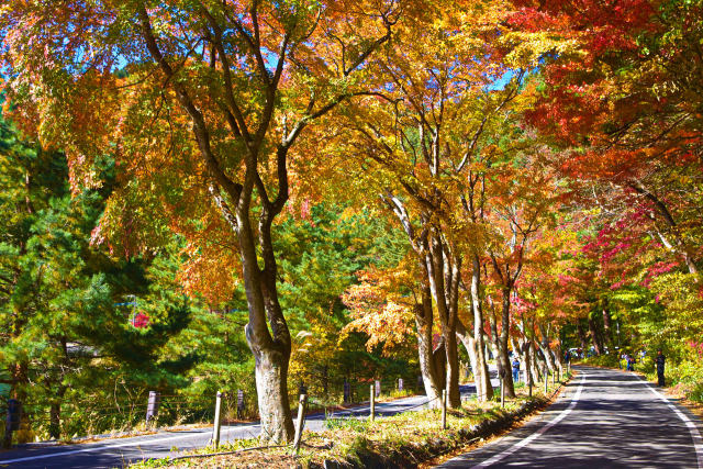 河口湖 もみじのトンネル