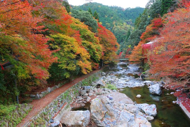 京都清滝紅葉