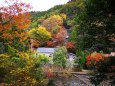 京都清滝紅葉