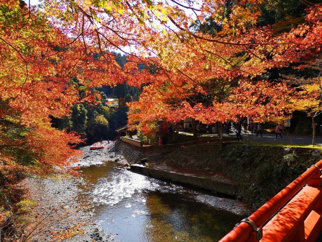 京都高雄紅葉