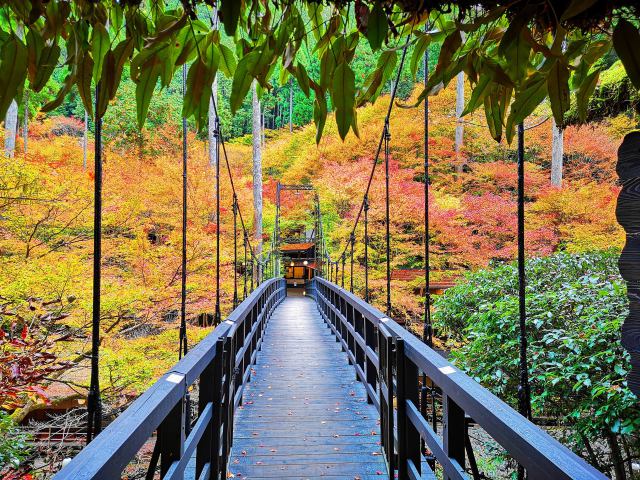 京都高雄紅葉