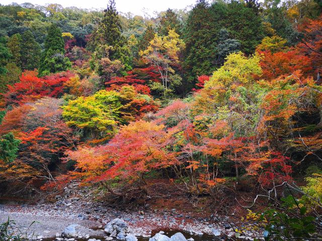 京都高雄紅葉