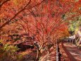 京都高雄紅葉