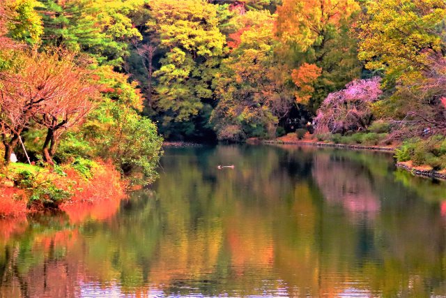 大池の紅葉