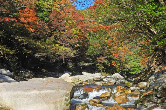 渓流の紅葉 奥津渓谷8