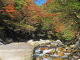 渓流の紅葉 奥津渓谷8