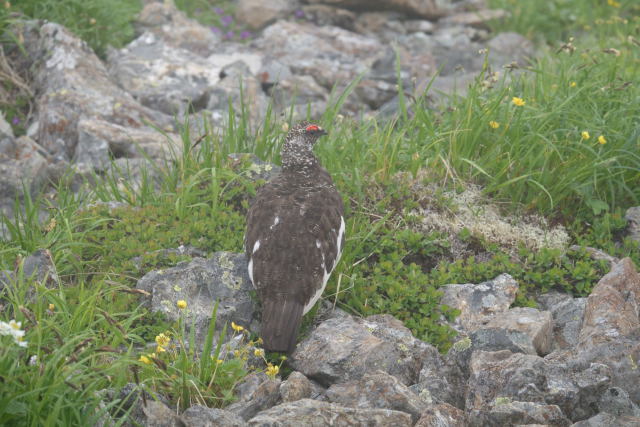 白馬岳の雄雷鳥2