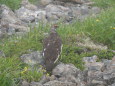 白馬岳の雄雷鳥2