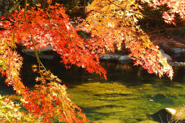 渓流の紅葉 奥津渓谷9