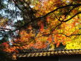 瓦屋根と紅葉