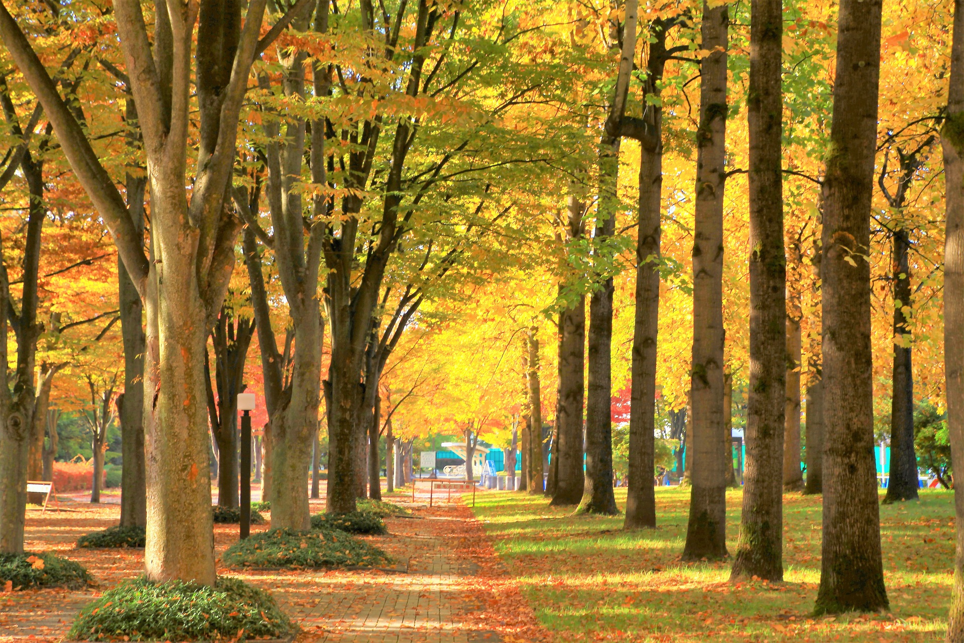 日本の風景 秋の公園 壁紙19x1280 壁紙館