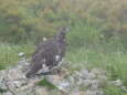 白馬岳の雄雷鳥3