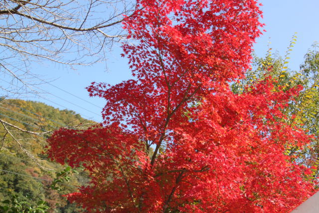 真赤な紅葉