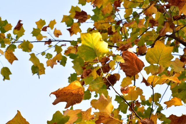 ゆりの木の紅葉