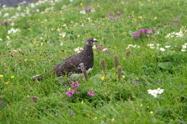 白馬岳の雄雷鳥4