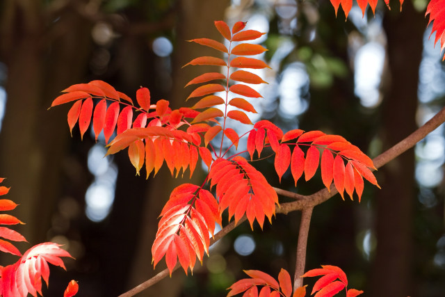 庭漆の紅葉