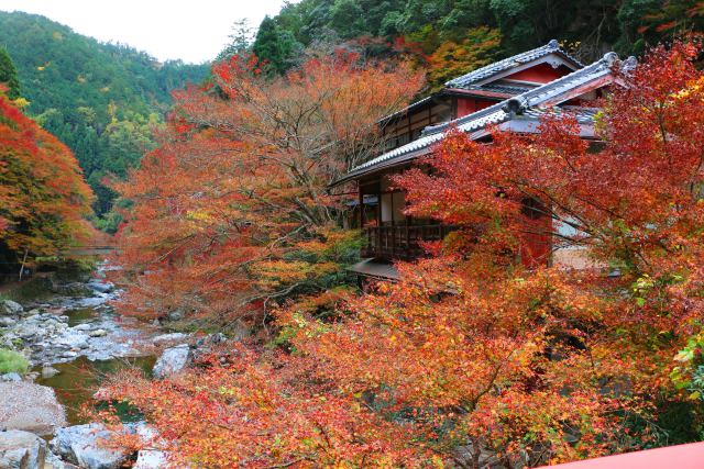 京都高雄紅葉