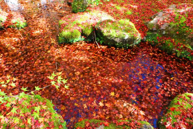 京都高雄紅葉