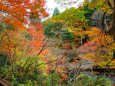 京都高雄紅葉