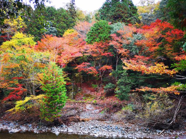 京都高雄紅葉