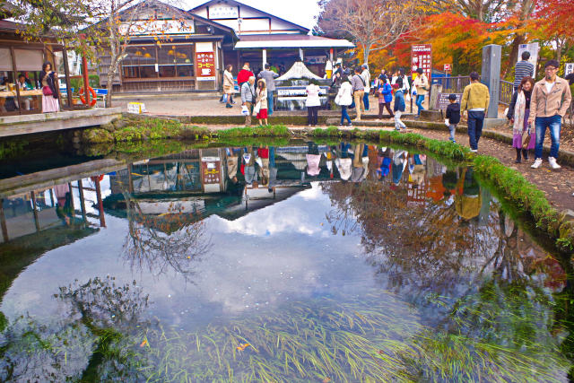 秋の忍野八海 涌池