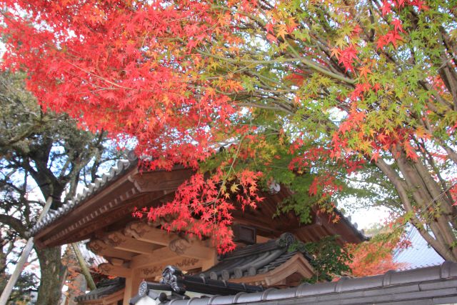 法泉寺の三色紅葉