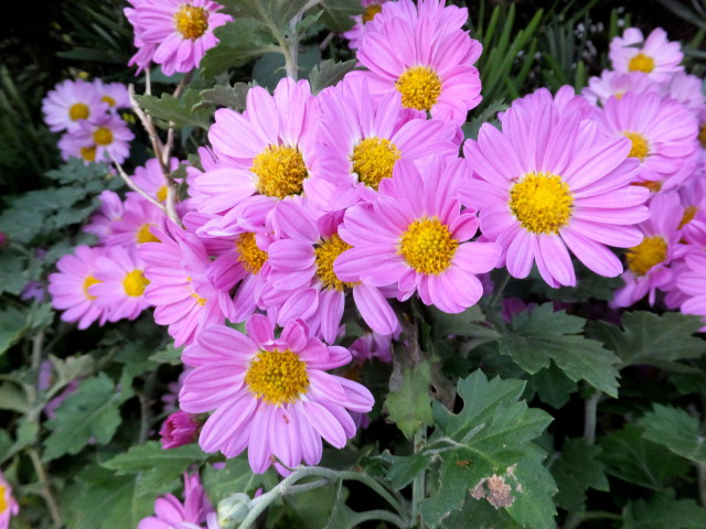 きれいなピンク菊の花