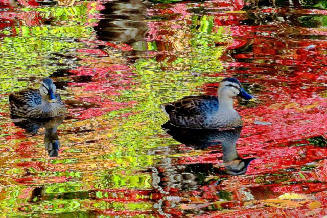 紅葉を愛でるカルガモ