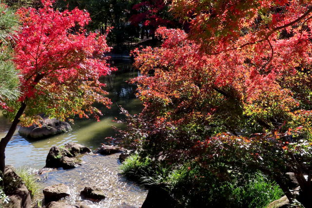 水辺の紅葉