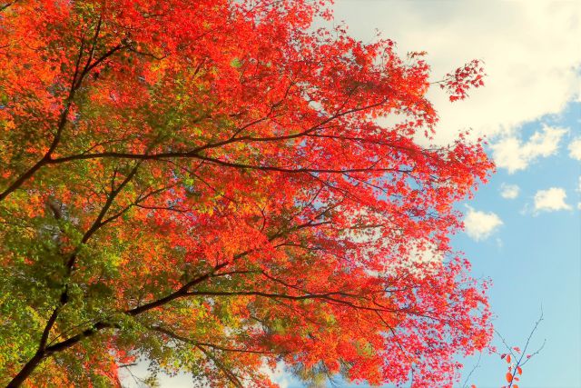 多磨霊園の紅葉