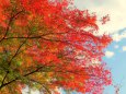 多磨霊園の紅葉